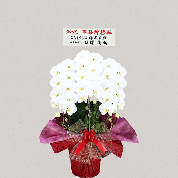 胡蝶蘭画像