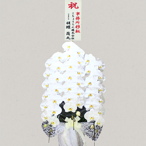 胡蝶蘭画像