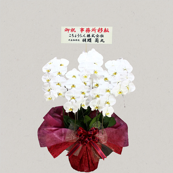 胡蝶蘭画像