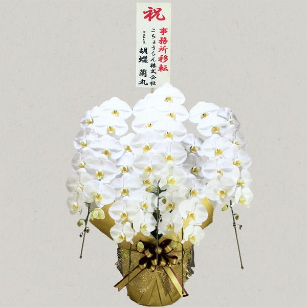 胡蝶蘭画像