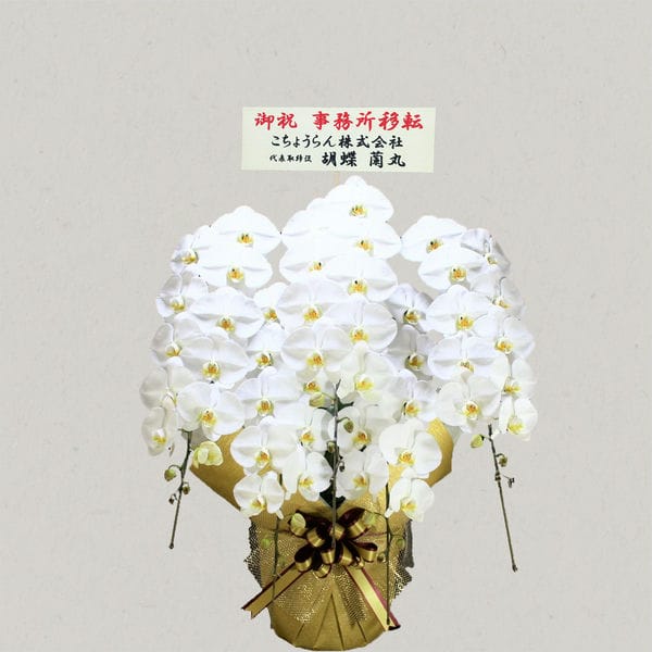 胡蝶蘭画像