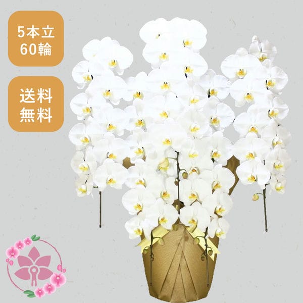 胡蝶蘭画像