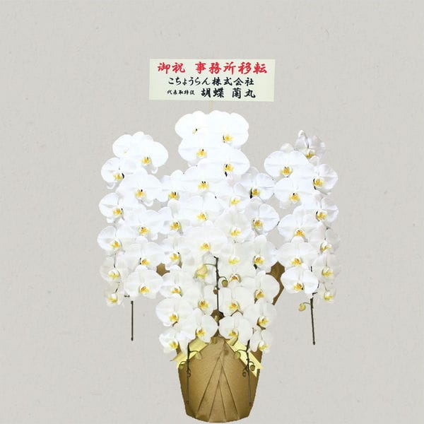 胡蝶蘭画像