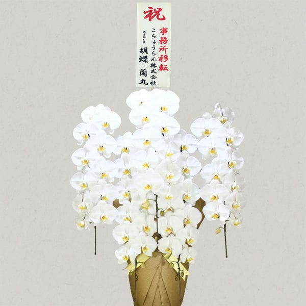 胡蝶蘭画像