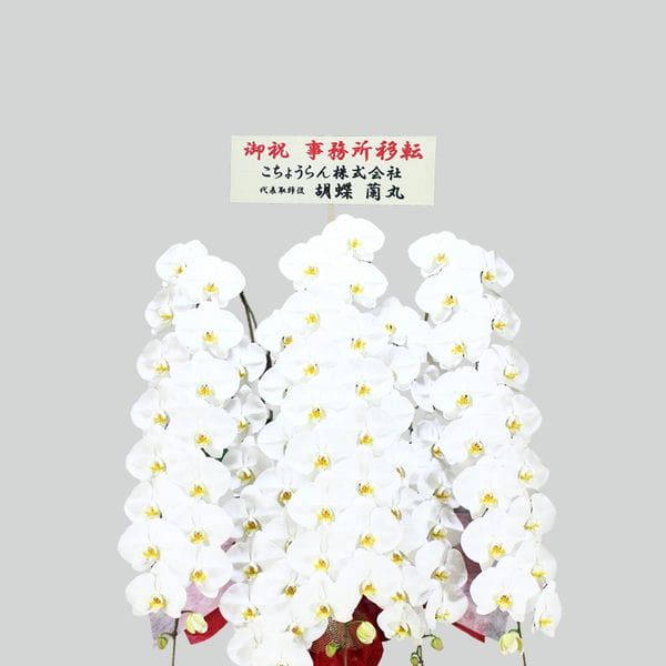 胡蝶蘭画像