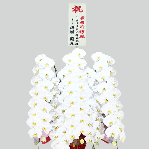 胡蝶蘭画像