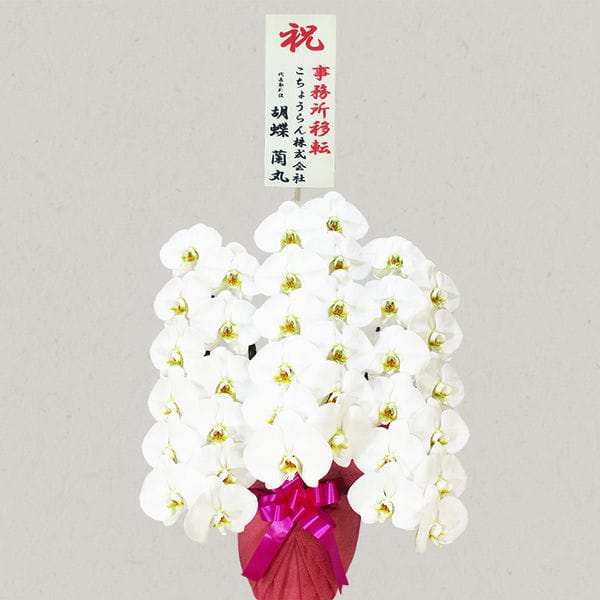 胡蝶蘭画像
