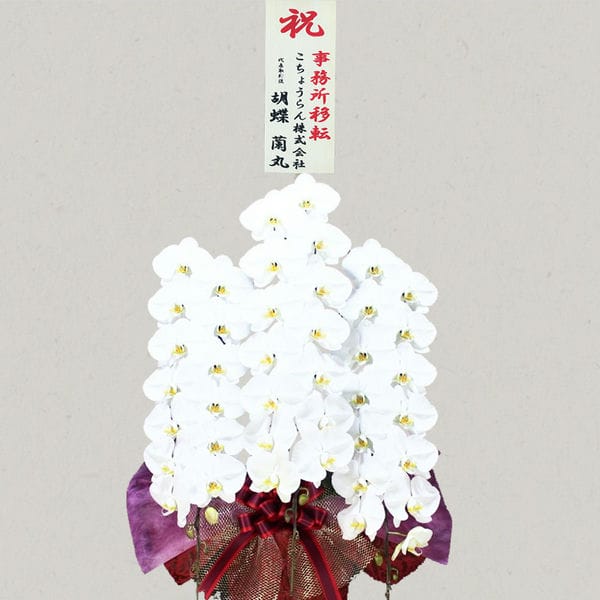 胡蝶蘭画像