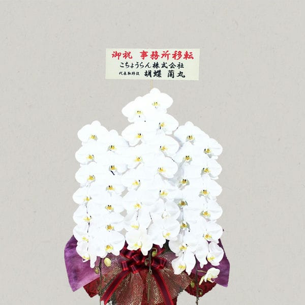胡蝶蘭画像