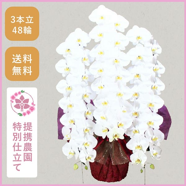 胡蝶蘭画像