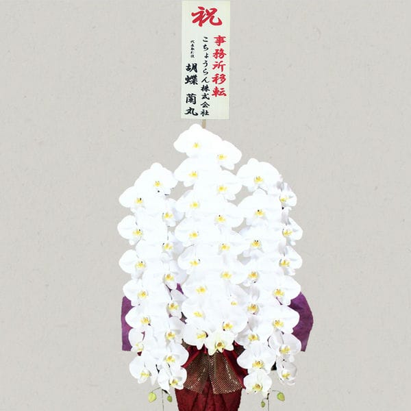 胡蝶蘭画像