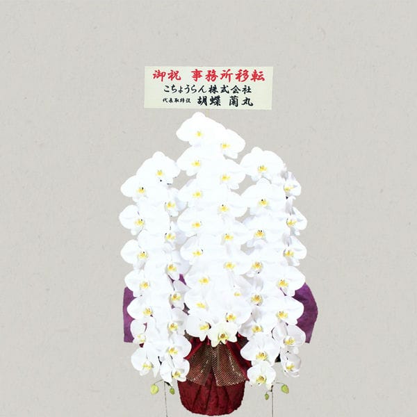 胡蝶蘭画像