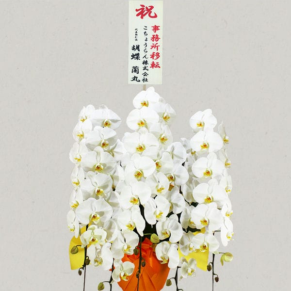 胡蝶蘭画像