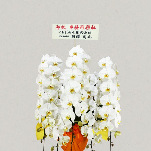 胡蝶蘭画像
