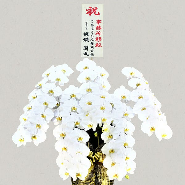 胡蝶蘭画像