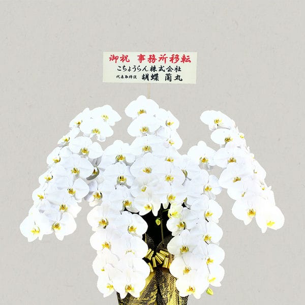 胡蝶蘭画像