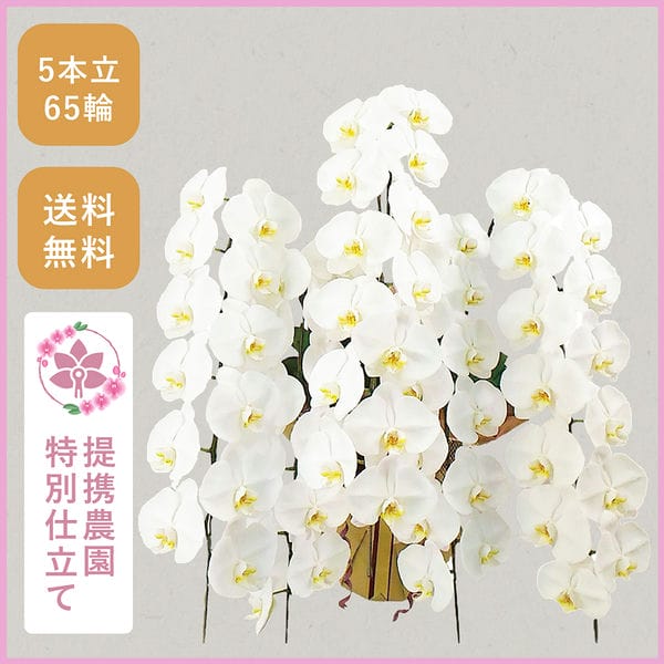 胡蝶蘭画像