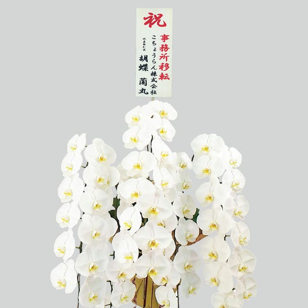 胡蝶蘭画像