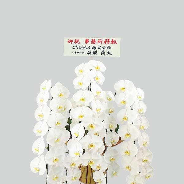 胡蝶蘭画像