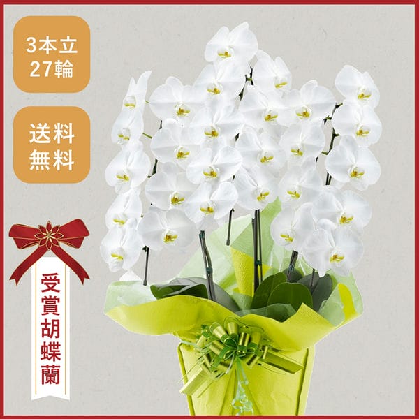 胡蝶蘭画像