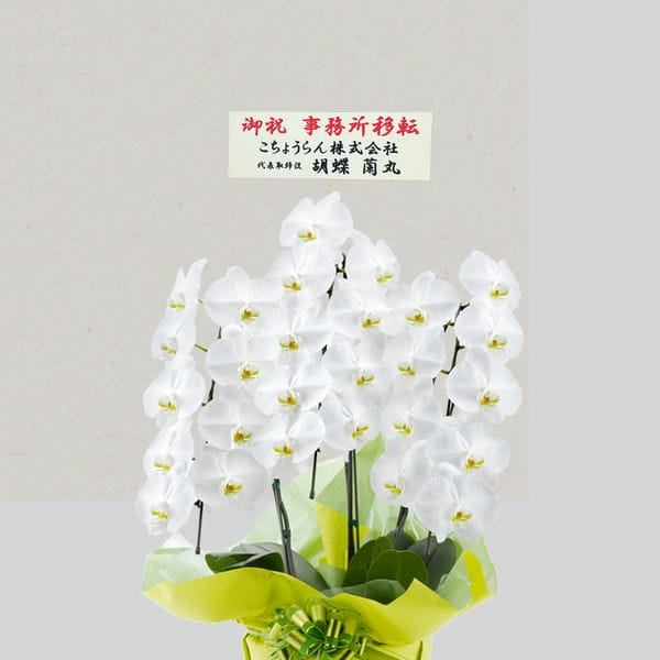 胡蝶蘭画像
