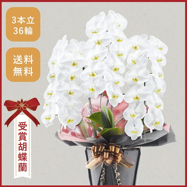 胡蝶蘭画像