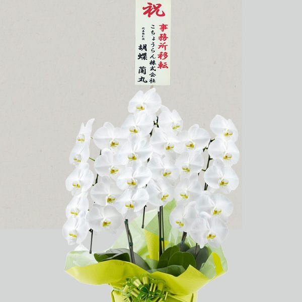 胡蝶蘭画像