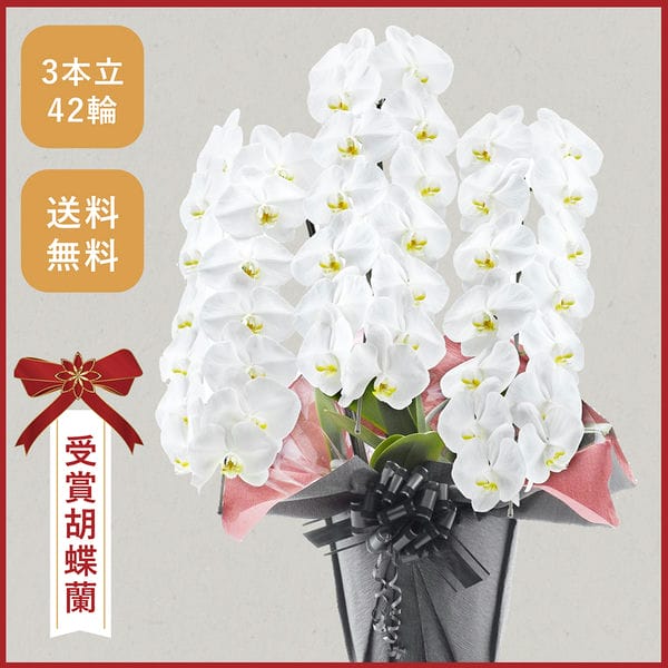 胡蝶蘭画像