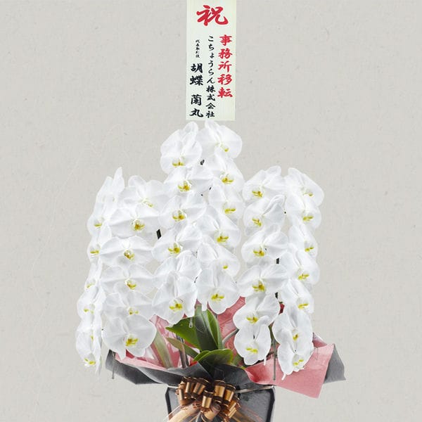 胡蝶蘭画像