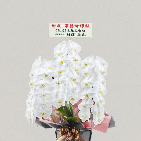 胡蝶蘭画像