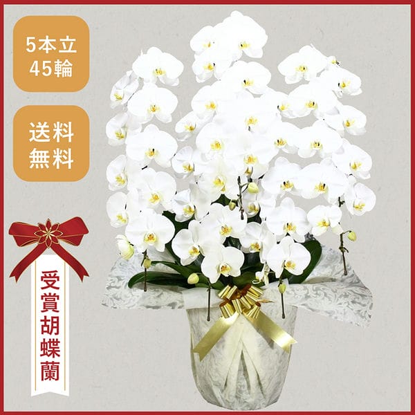 胡蝶蘭画像