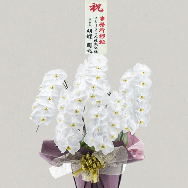 胡蝶蘭画像