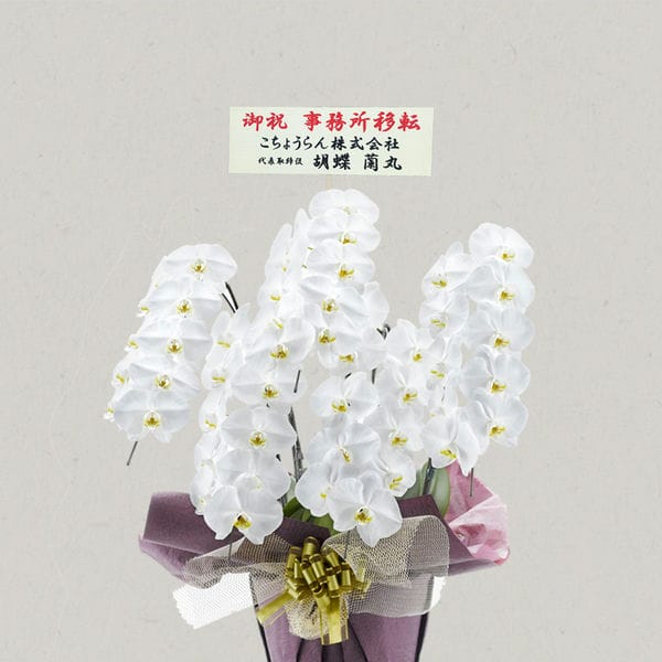 胡蝶蘭画像