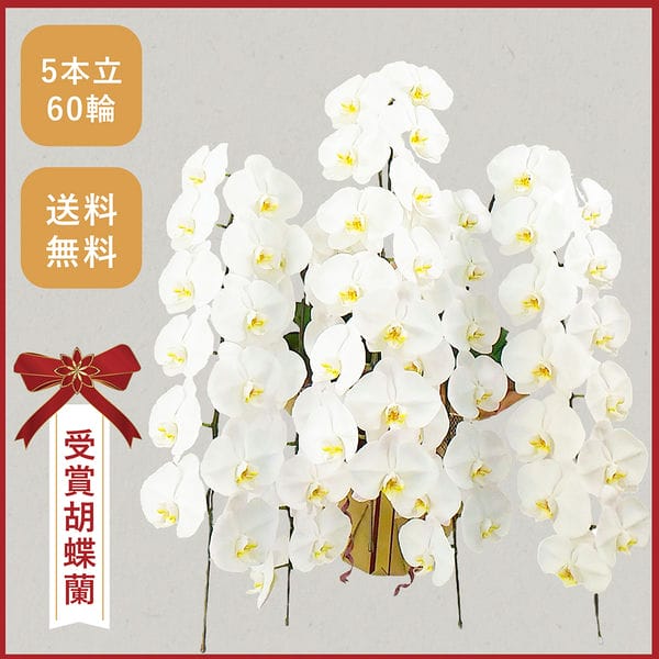 胡蝶蘭画像