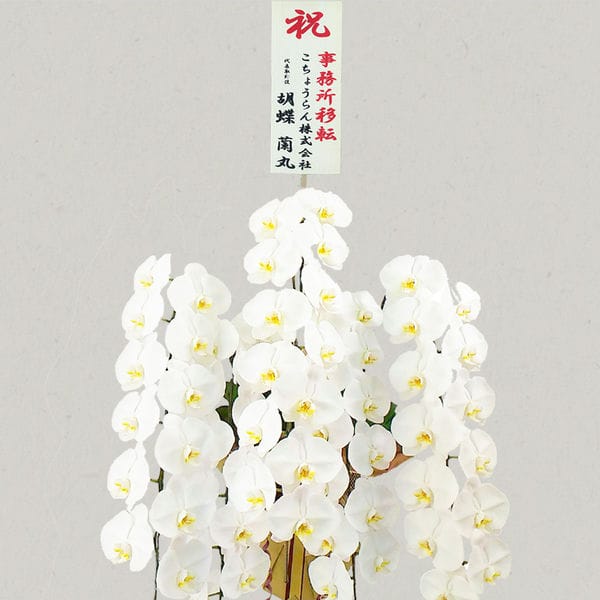 胡蝶蘭画像