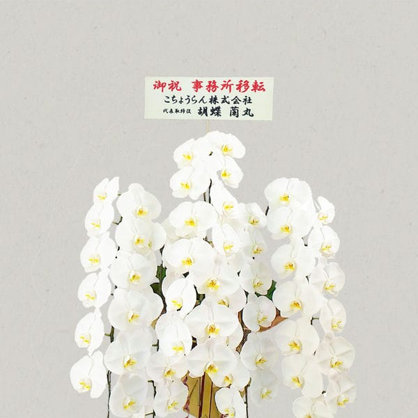 胡蝶蘭画像