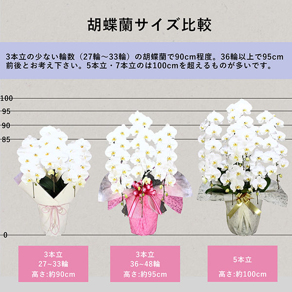 胡蝶蘭画像