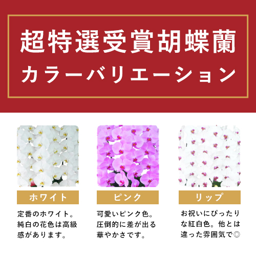 胡蝶蘭画像