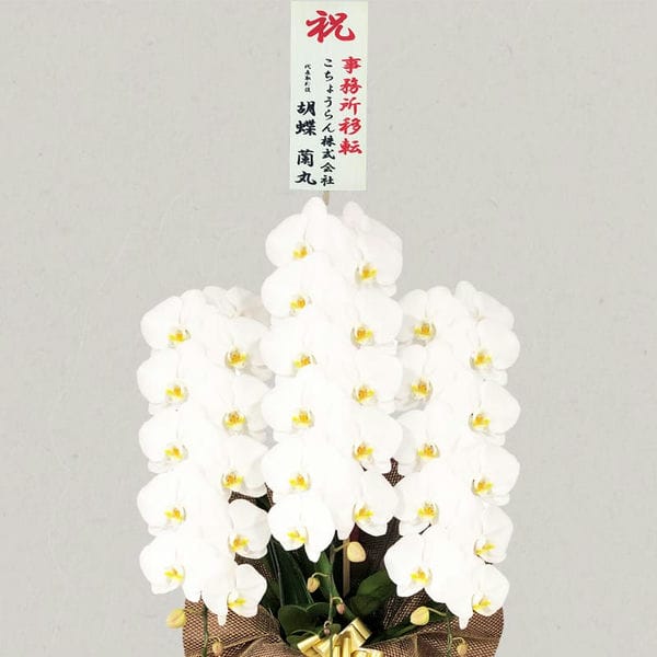 胡蝶蘭画像
