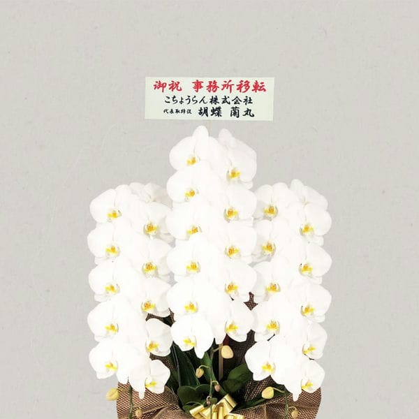 胡蝶蘭画像