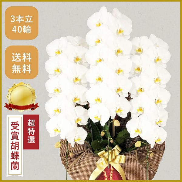 胡蝶蘭画像