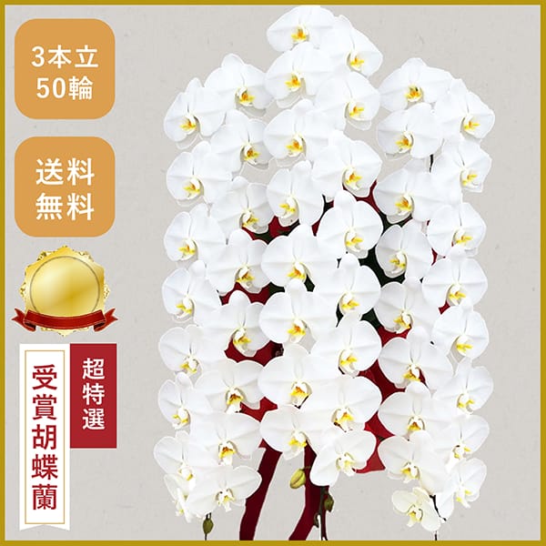 胡蝶蘭画像