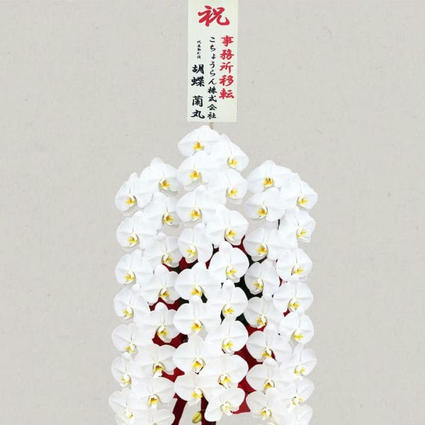 胡蝶蘭画像