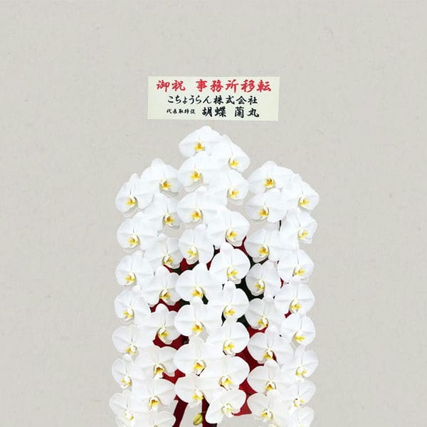 胡蝶蘭画像