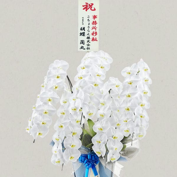 胡蝶蘭画像