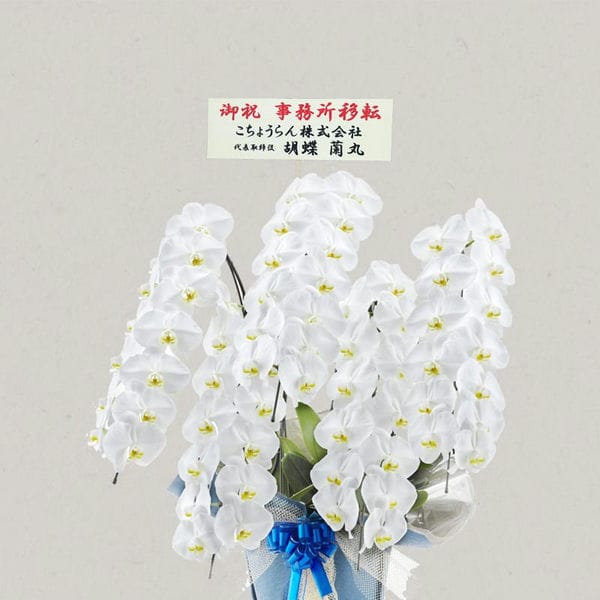 胡蝶蘭画像