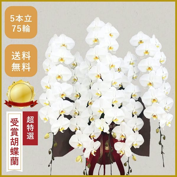胡蝶蘭画像