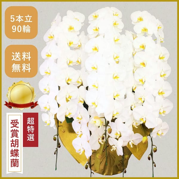 胡蝶蘭画像