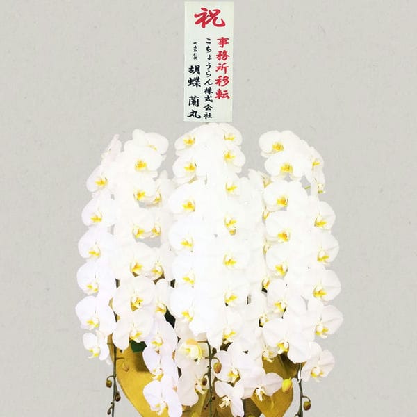 胡蝶蘭画像