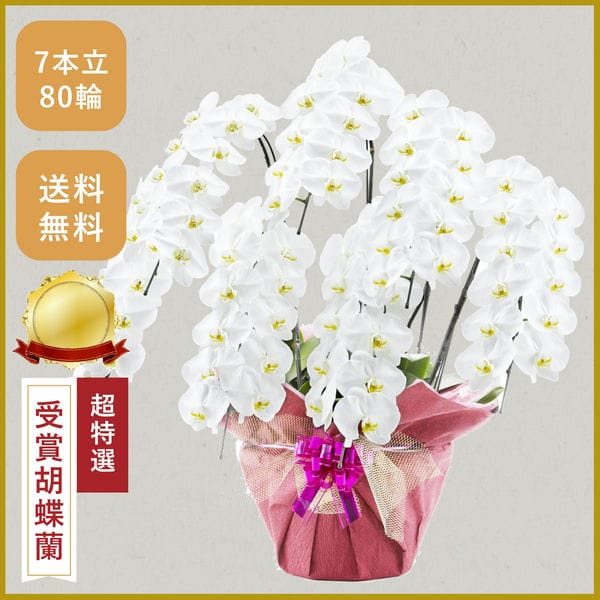 胡蝶蘭画像